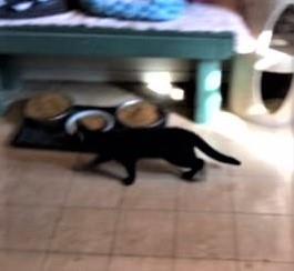 DC, a Adoptable mixed breed in Bulverde, TX image 4/12