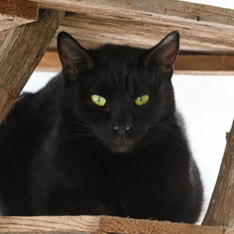 DC, a Adoptable mixed breed in Bulverde, TX image 5/12