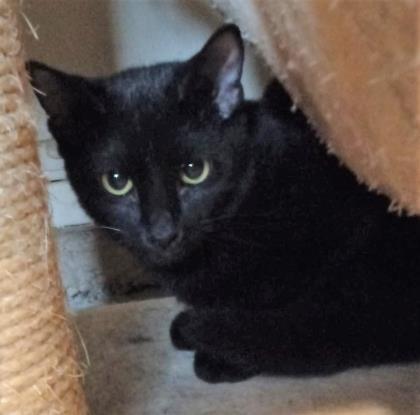 DC, a Adoptable mixed breed in Bulverde, TX image 6/12