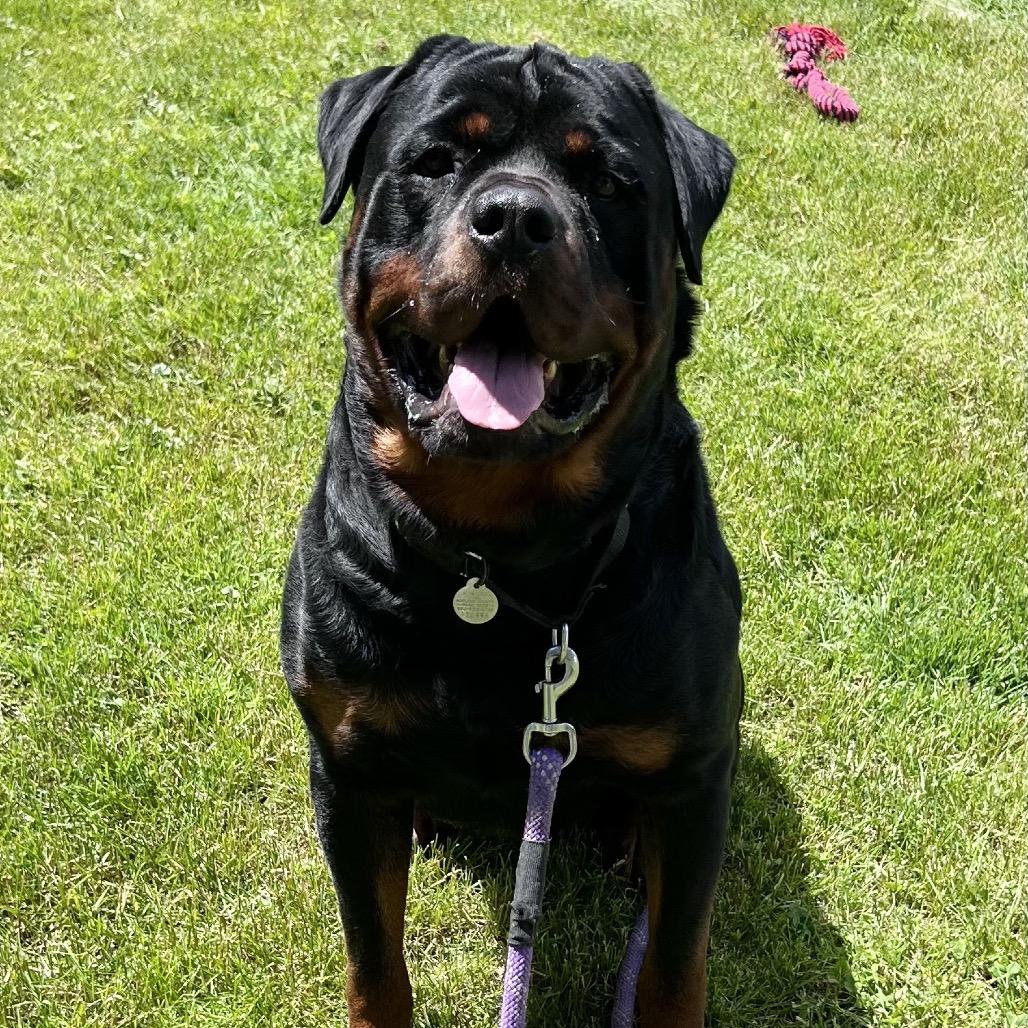 Atlas, Adoptable, Adult Male Rottweiler.