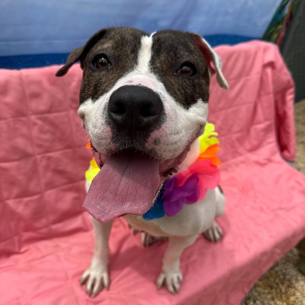 Enlarge Shay, a Adoptable Pit Bull Terrier in Newark, NJ image 1/6