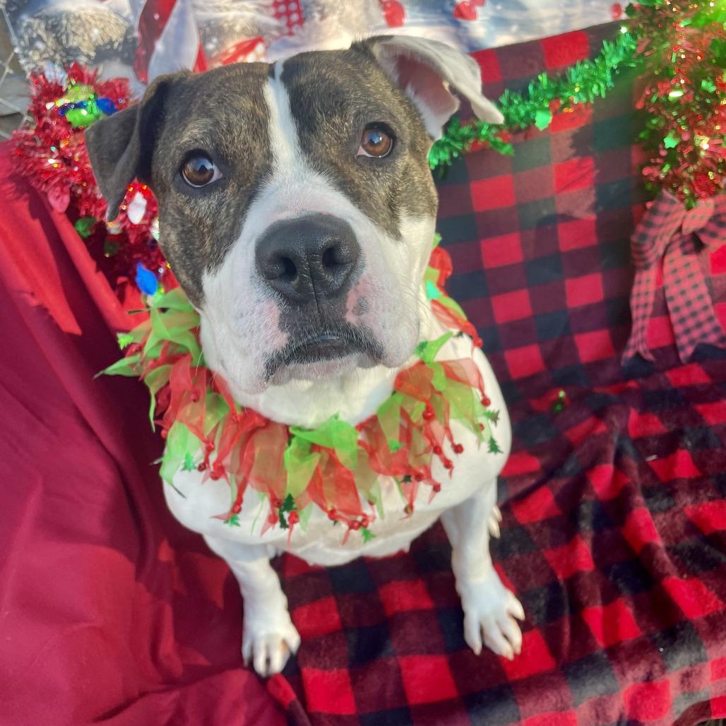 Enlarge Shay, a Adoptable Pit Bull Terrier in Newark, NJ image 2/6