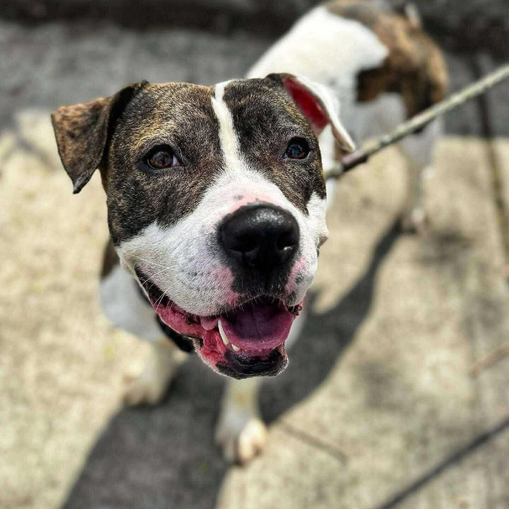 Enlarge Shay, a Adoptable Pit Bull Terrier in Newark, NJ image 3/6