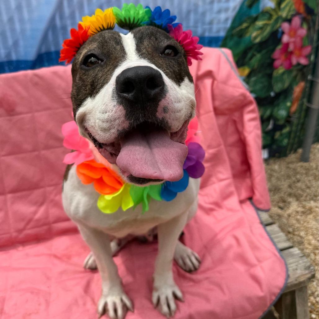 Enlarge Shay, a Adoptable Pit Bull Terrier in Newark, NJ image 4/6