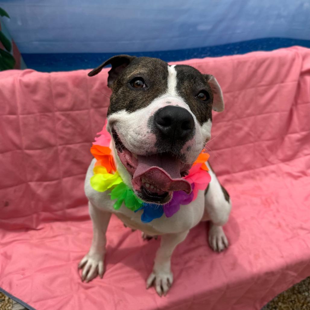Enlarge Shay, a Adoptable Pit Bull Terrier in Newark, NJ image 5/6