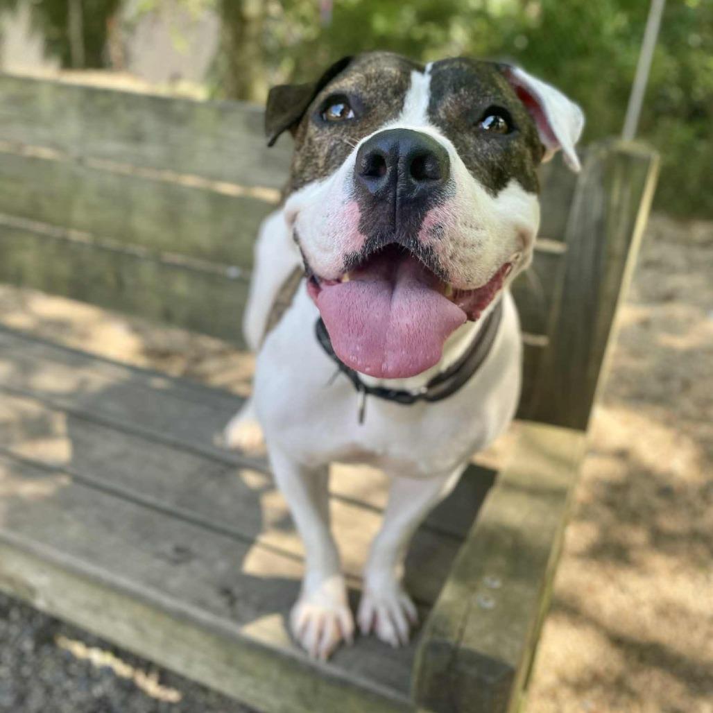 Enlarge Shay, a Adoptable Pit Bull Terrier in Newark, NJ image 6/6
