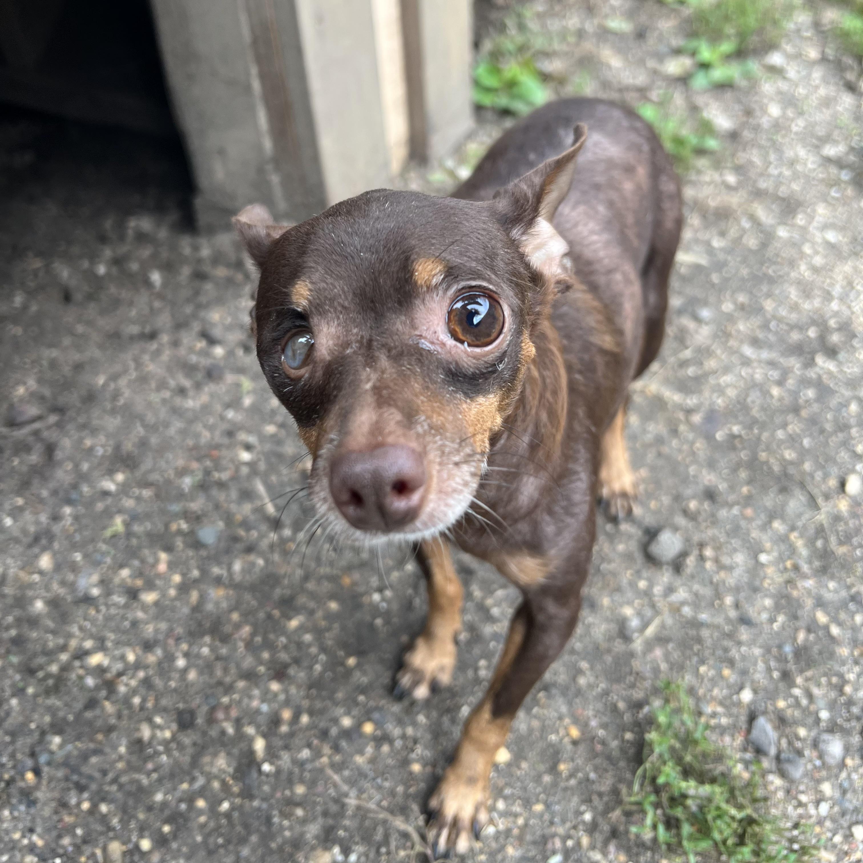 Enlarge Addie, a Adopted mixed breed in Fairmont, MN image 2/6