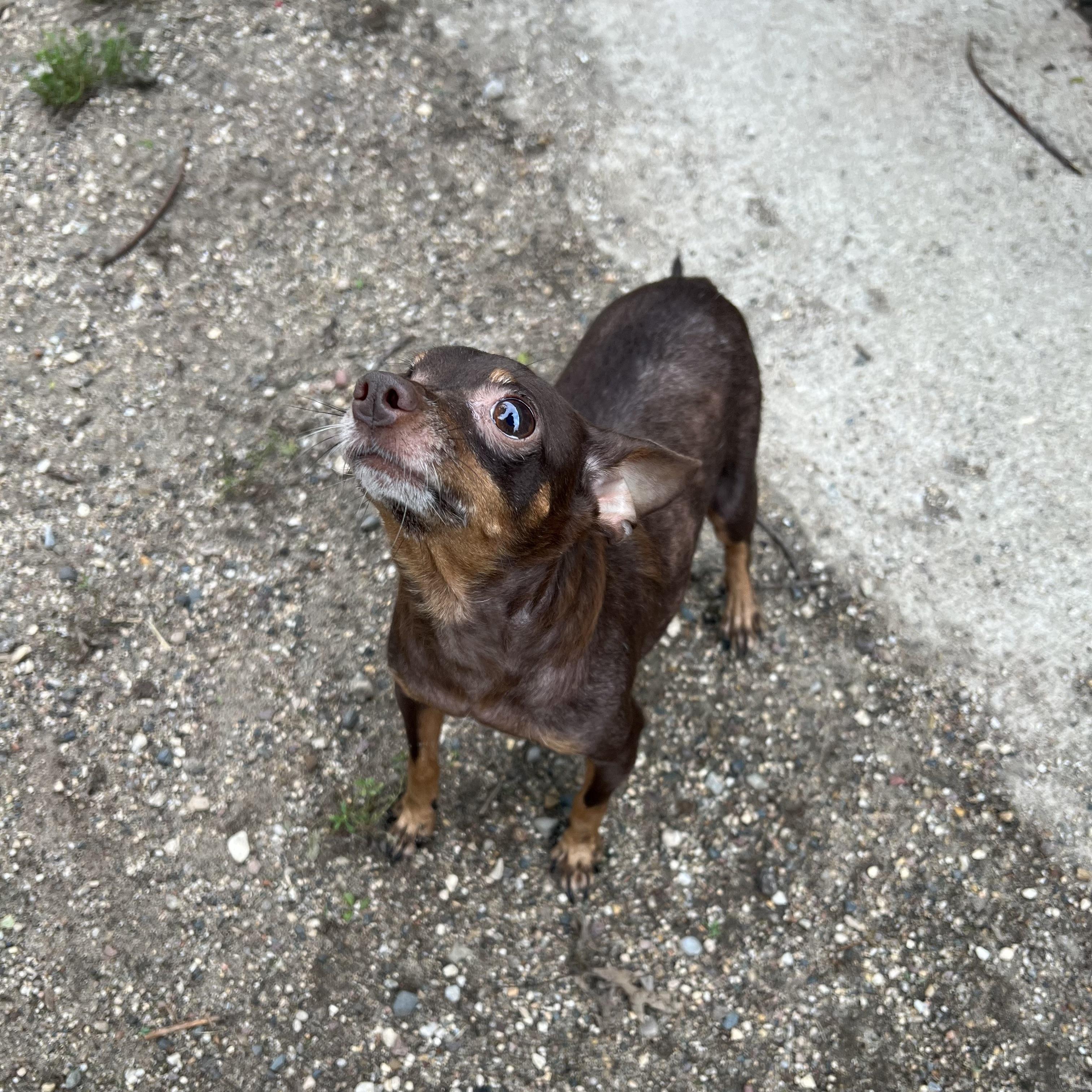 Enlarge Addie, a Adopted mixed breed in Fairmont, MN image 1/6