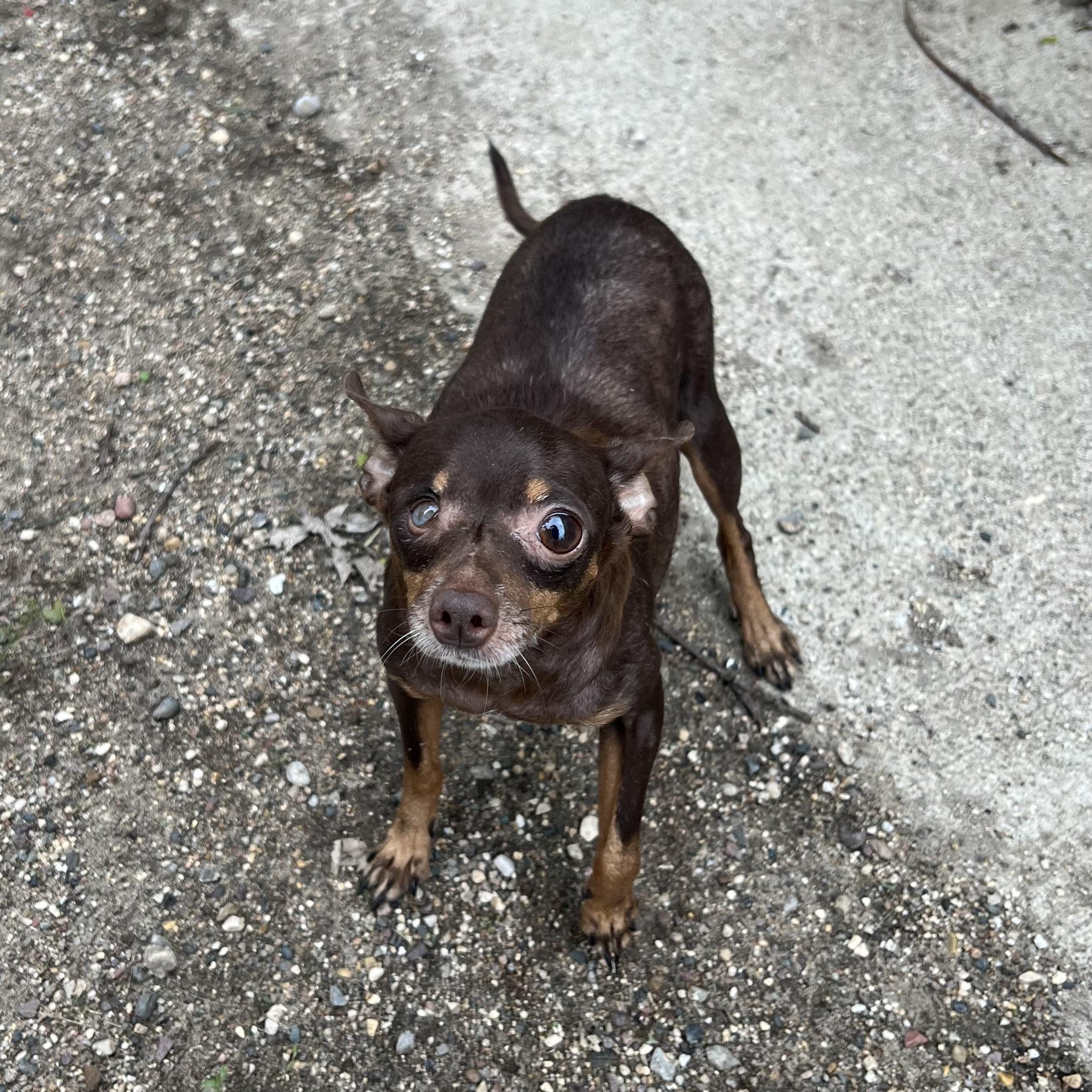 Enlarge Addie, a Adopted mixed breed in Fairmont, MN image 6/6