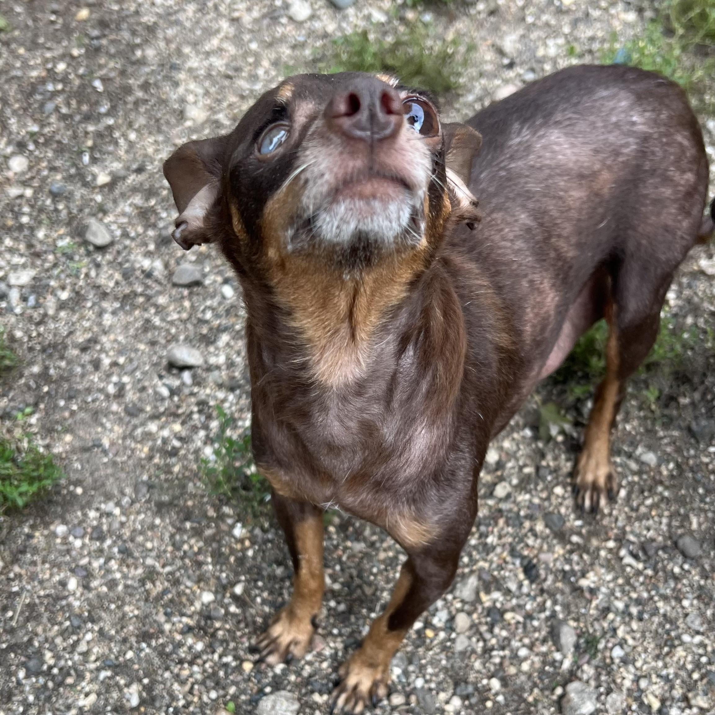 Enlarge Addie, a Adopted mixed breed in Fairmont, MN image 3/6