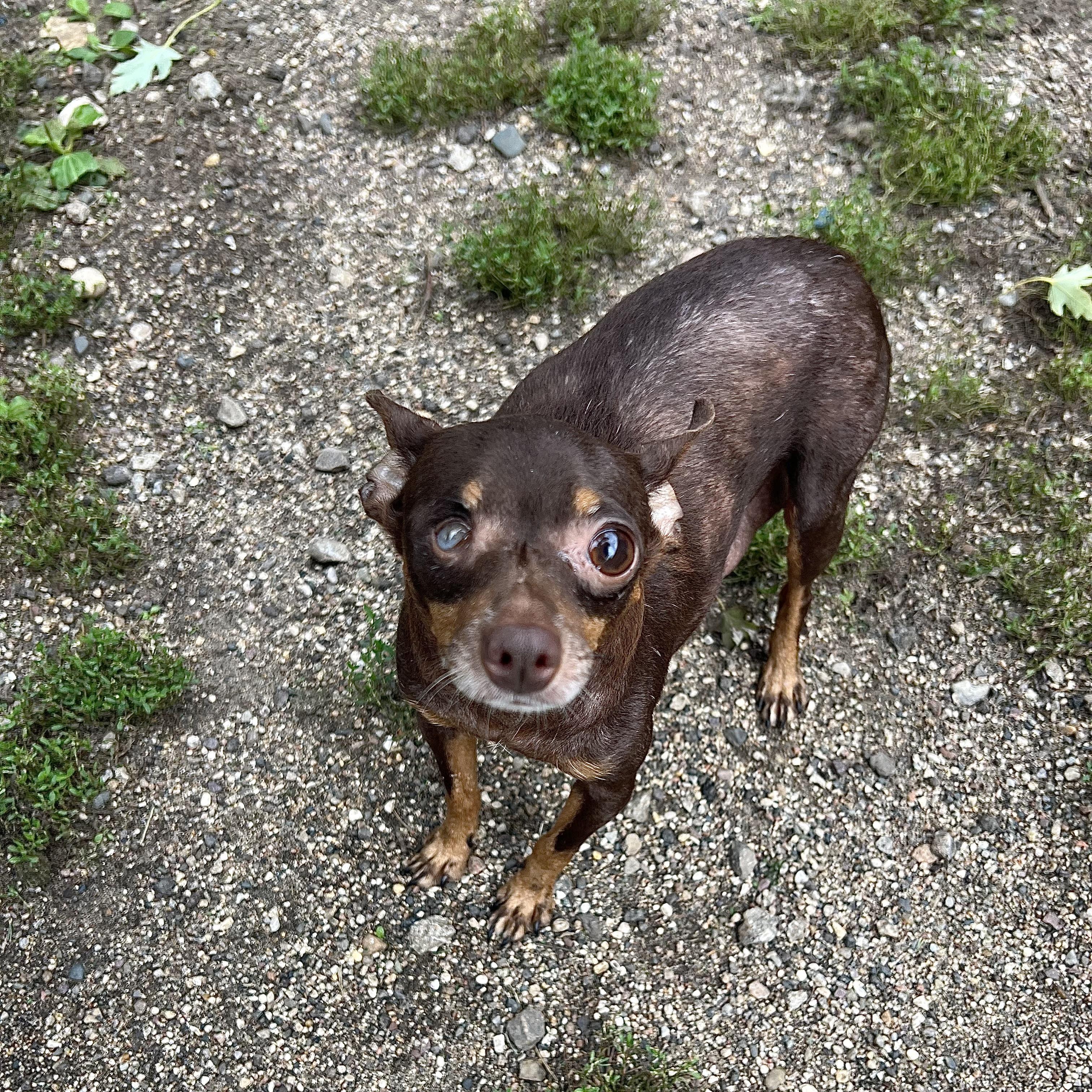 Enlarge Addie, a Adopted mixed breed in Fairmont, MN image 4/6