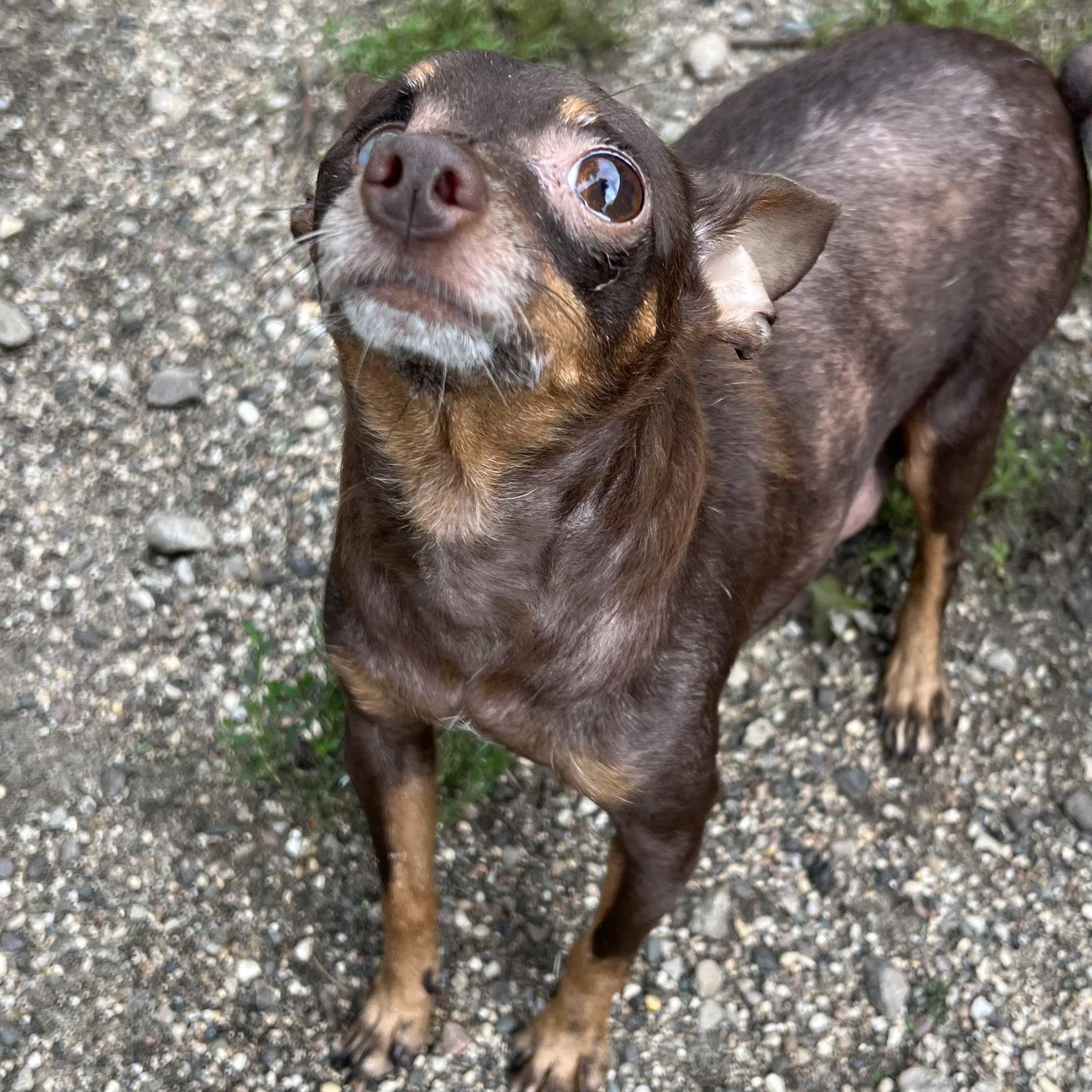 Enlarge Addie, a Adopted mixed breed in Fairmont, MN image 5/6