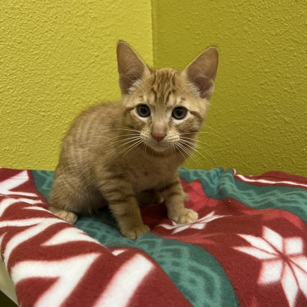 Pumpkin, Adoptable, Kitten Male Domestic Short Hair.
