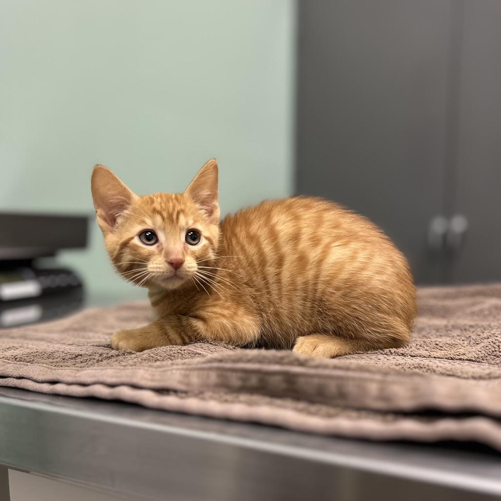 Enlarge Pumpkin, a Adoptable Domestic Short Hair in Pittsburgh, PA image 2/2