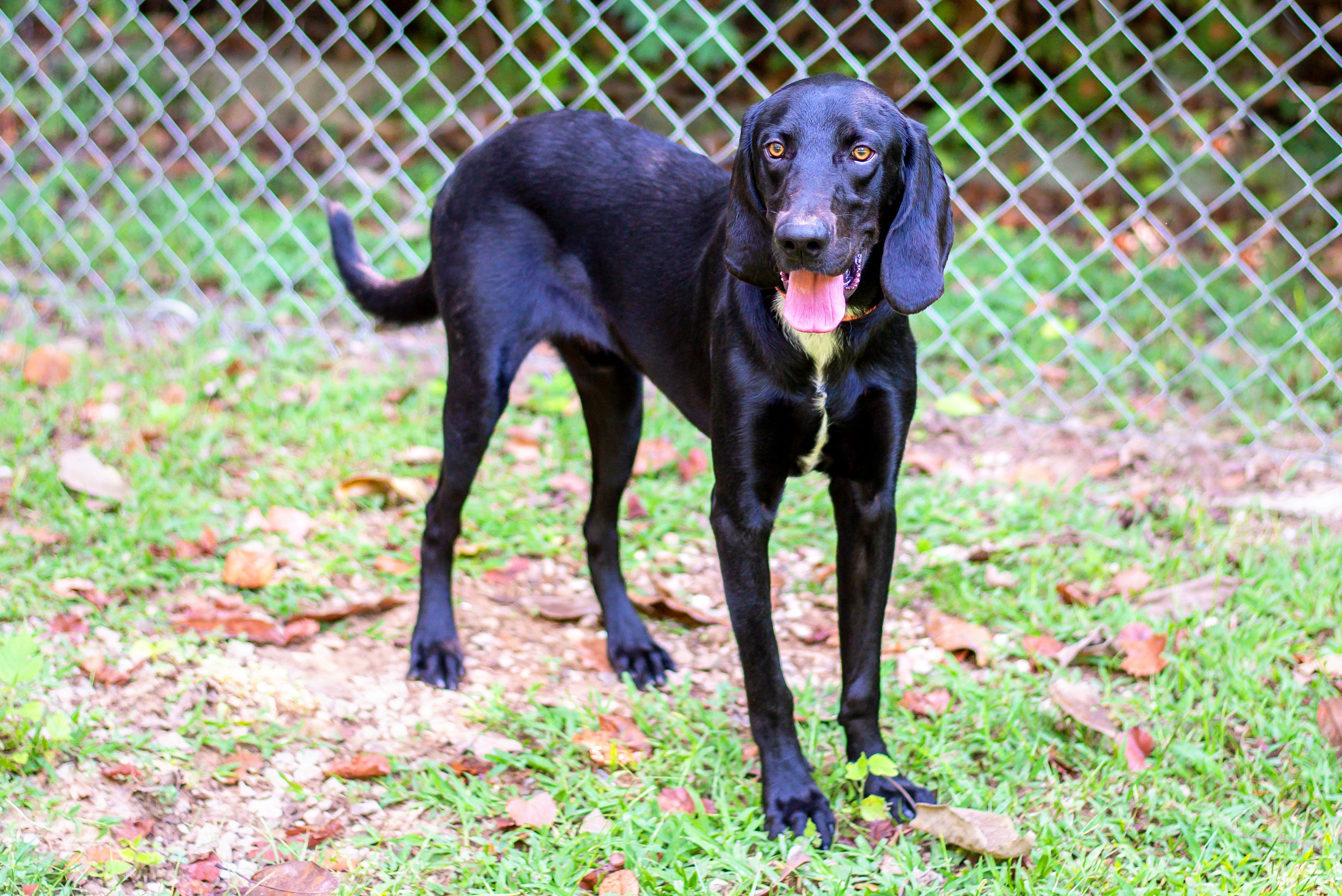 TUX, a Adoptable mixed breed in Baton Rouge, LA image 2/2