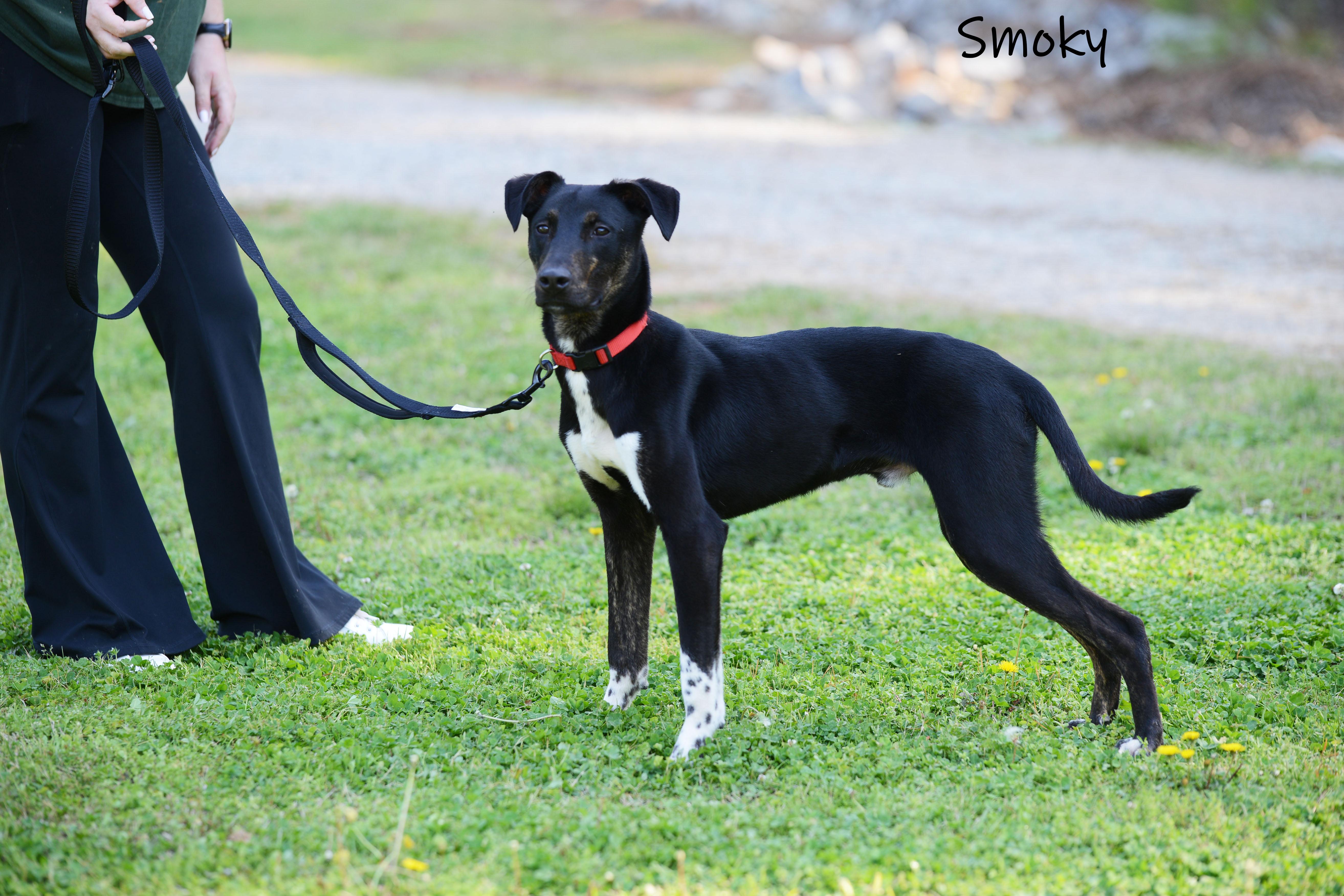 Enlarge Smoky, a ADOPTABLE mixed breed in Bishop, GA image 4/6
