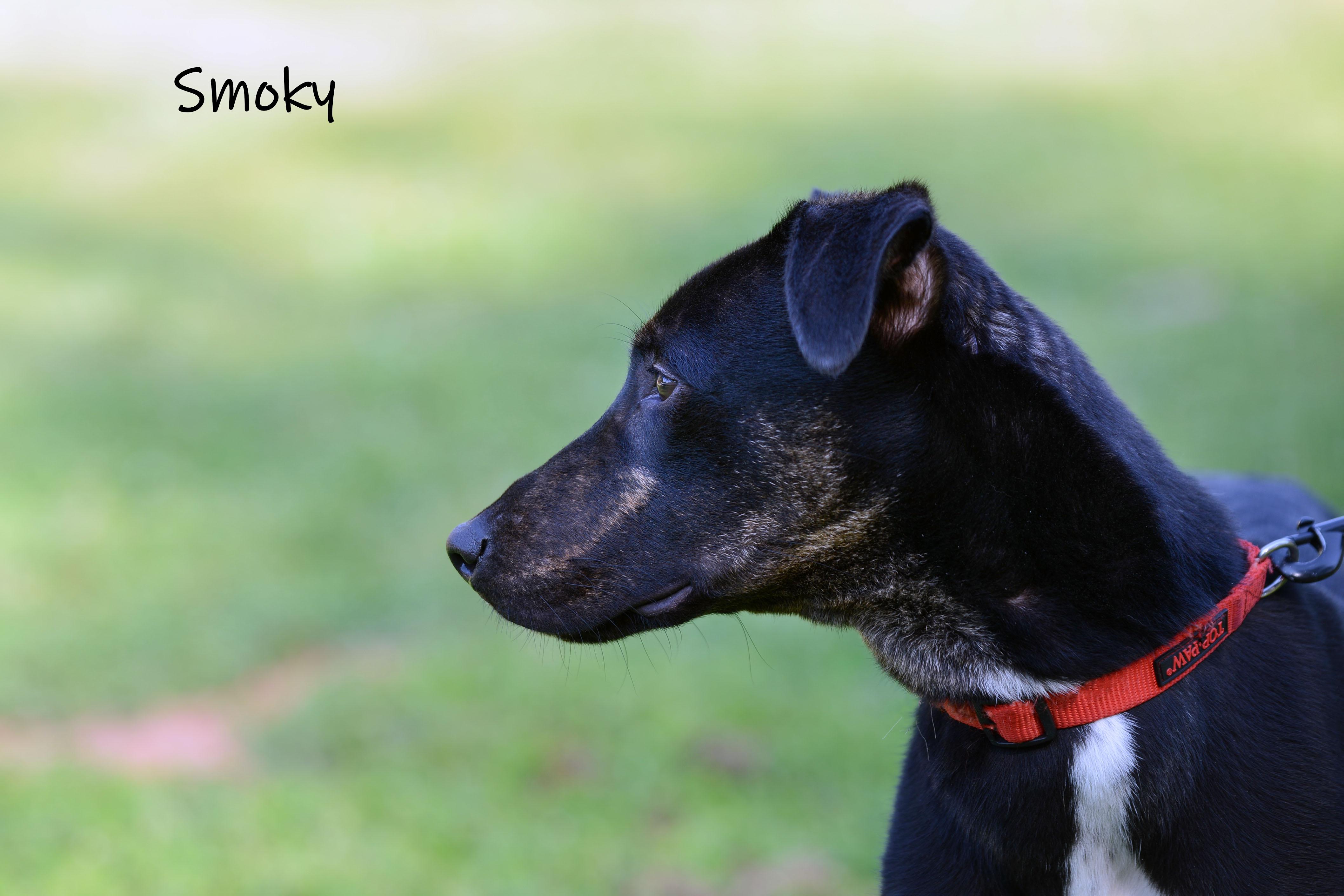 Enlarge Smoky, a ADOPTABLE mixed breed in Bishop, GA image 6/6