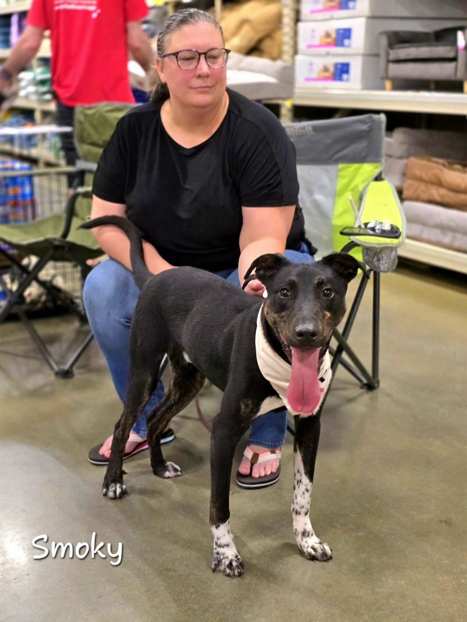 Smoky, a ADOPTABLE mixed breed in Bishop, GA image 6/6