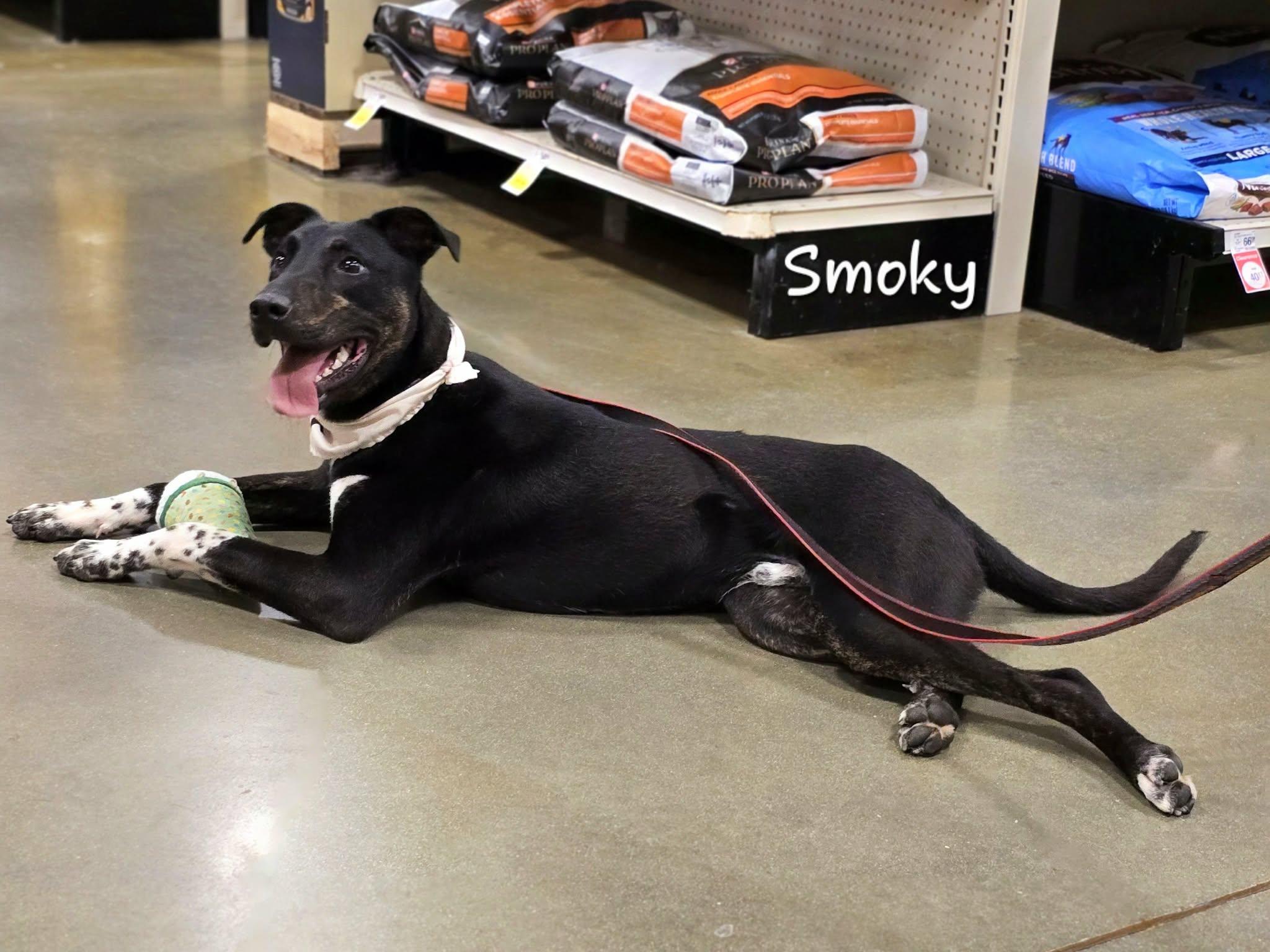 Smoky, ADOPTABLE, Young Male Hound & Mixed Breed.