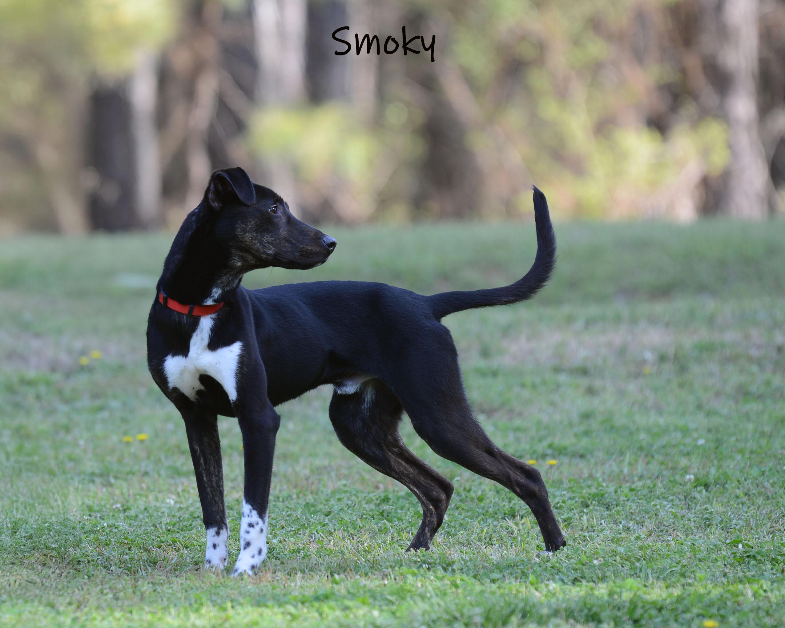 Enlarge Smoky, a ADOPTABLE mixed breed in Bishop, GA image 3/6
