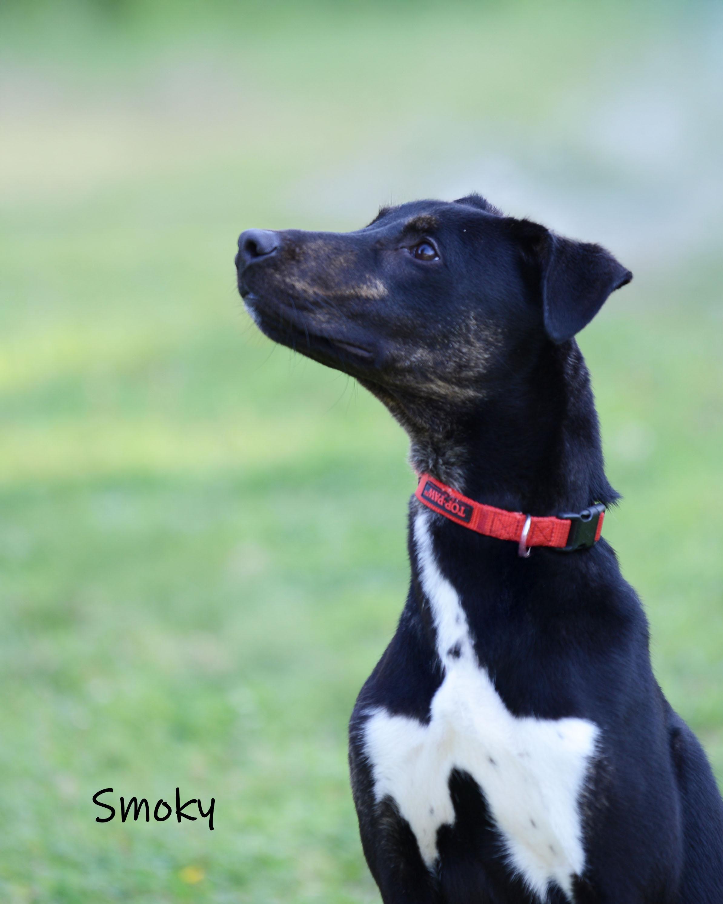 Smoky, ADOPTABLE, Young Male Hound & Mixed Breed.