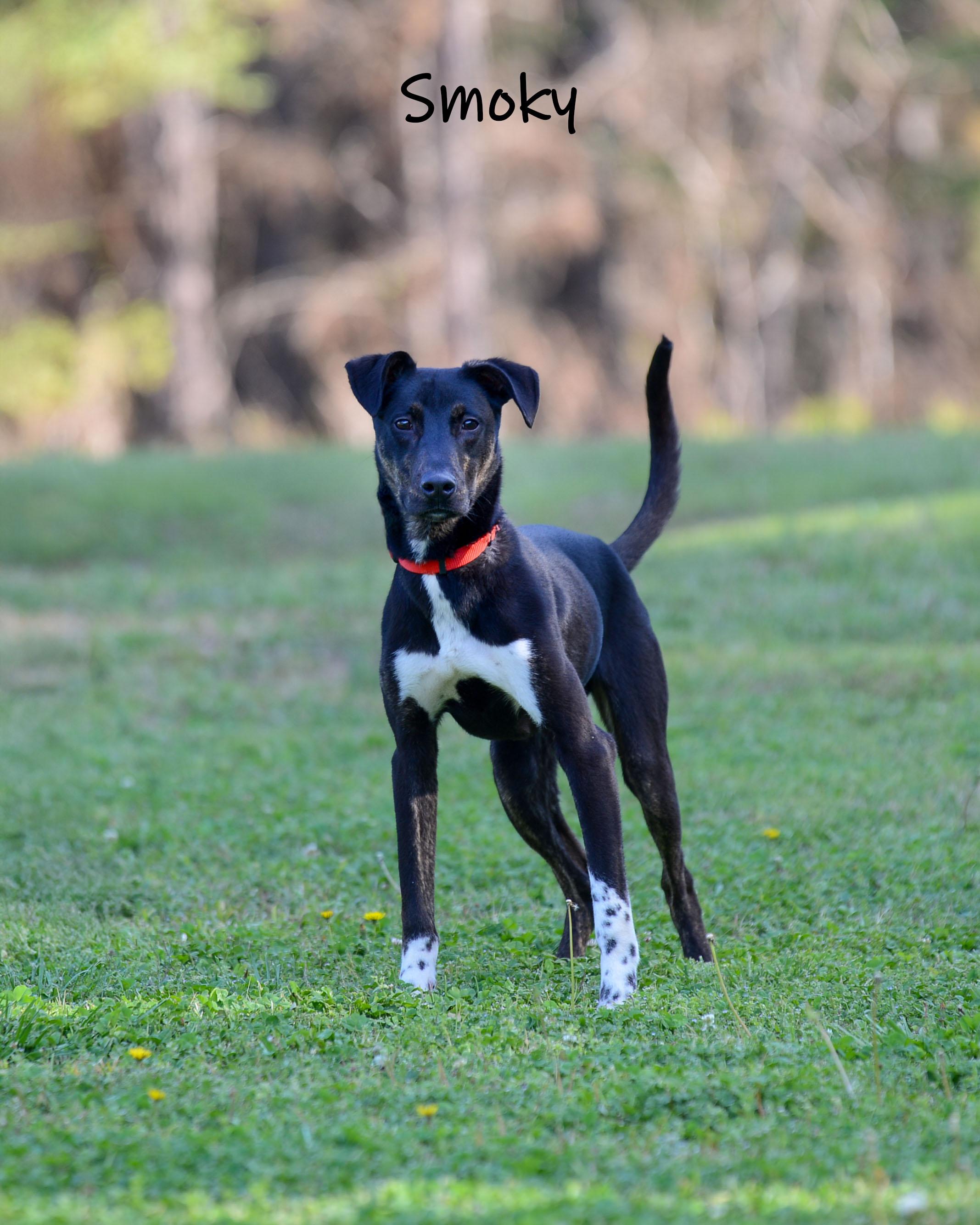 Enlarge Smoky, a ADOPTABLE mixed breed in Bishop, GA image 5/6