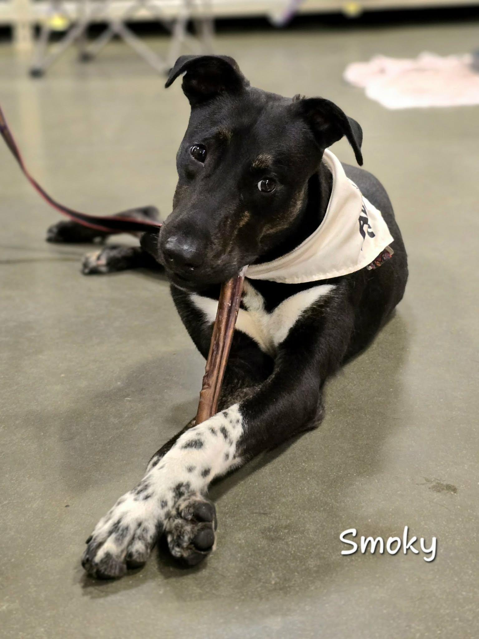 Smoky, a ADOPTABLE mixed breed in Bishop, GA image 3/6