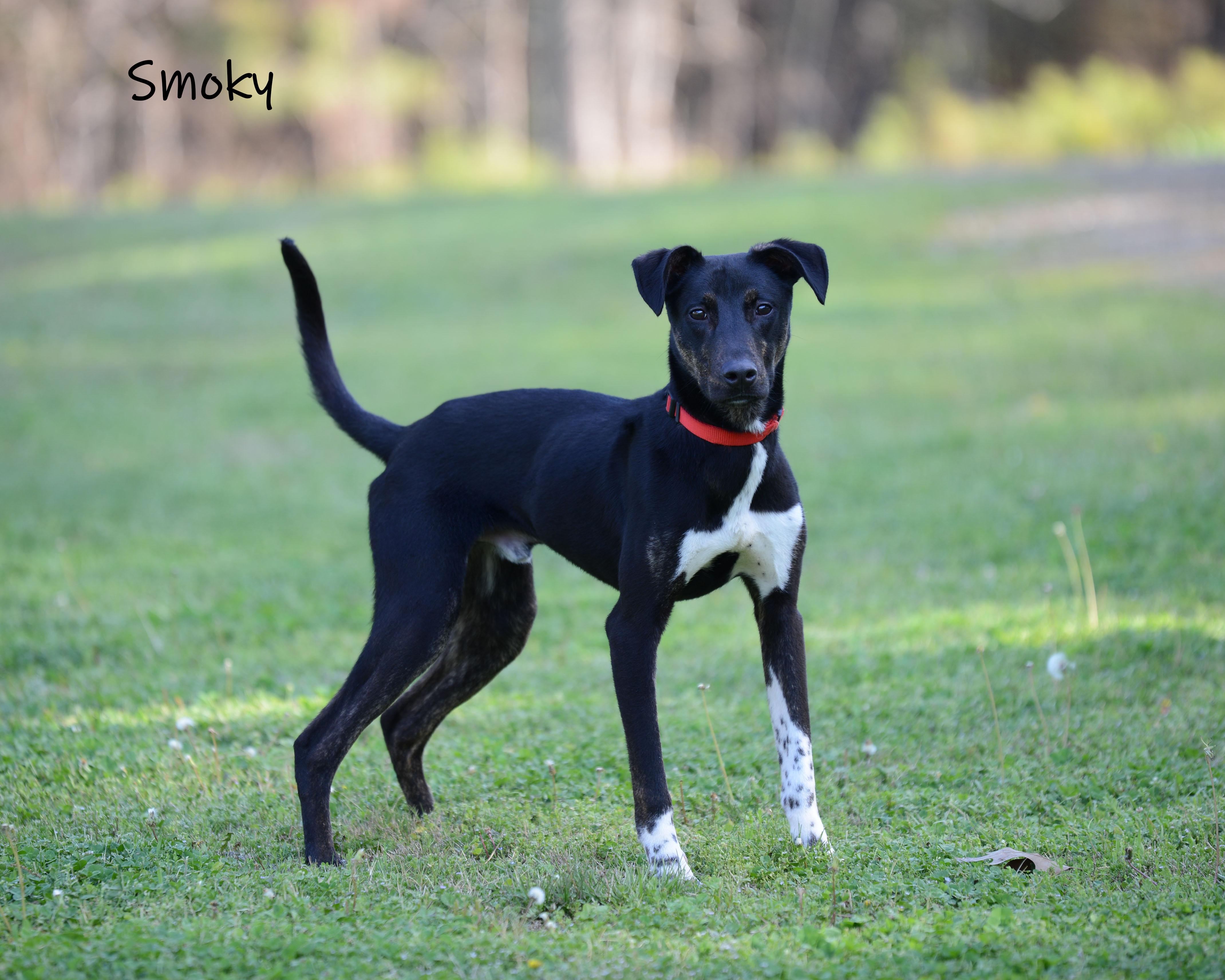 Enlarge Smoky, a ADOPTABLE mixed breed in Bishop, GA image 2/6