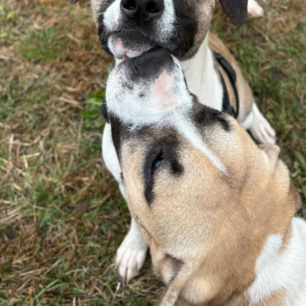 Enlarge Daisy, a Adoptable Mixed Breed in Enfield, NH image 1/4