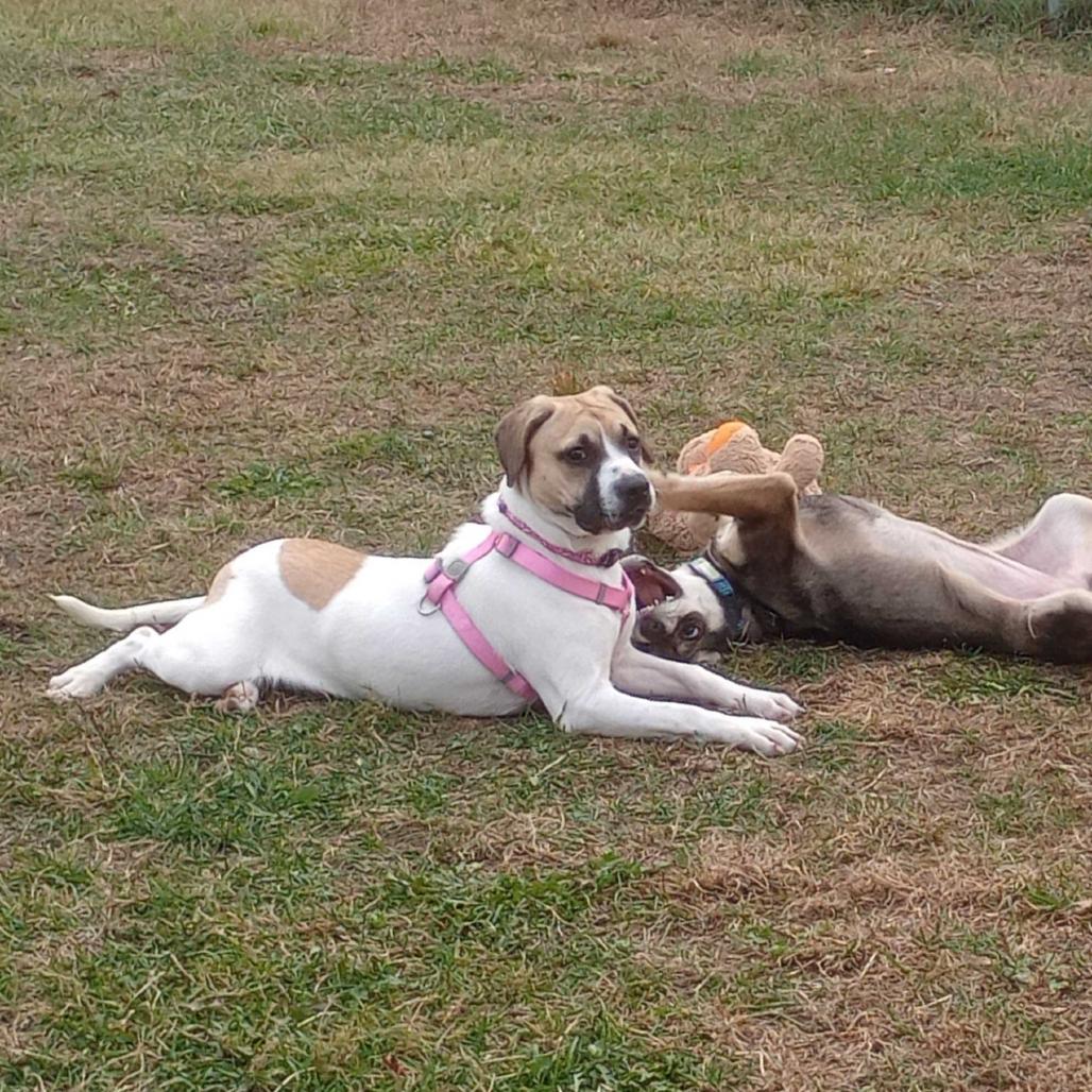 Enlarge Daisy, a Adoptable Mixed Breed in Enfield, NH image 2/4
