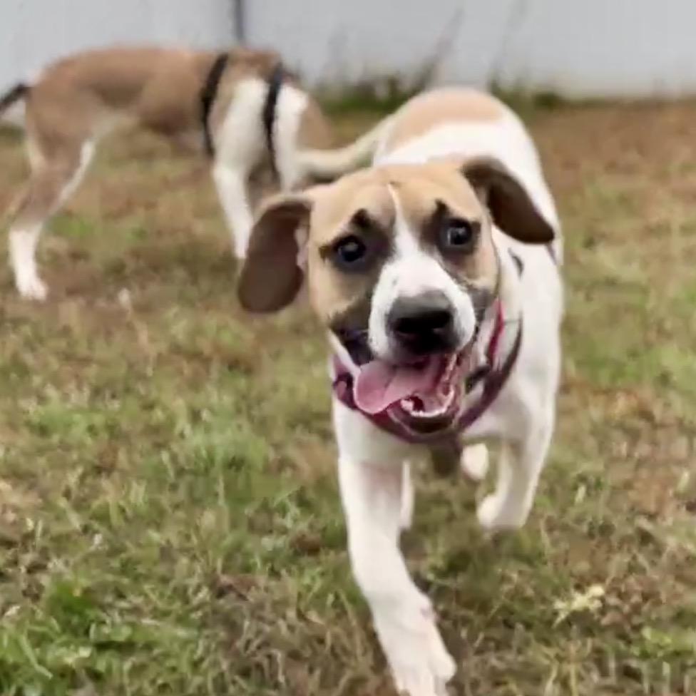 Enlarge Daisy, a Adoptable Mixed Breed in Enfield, NH image 3/4