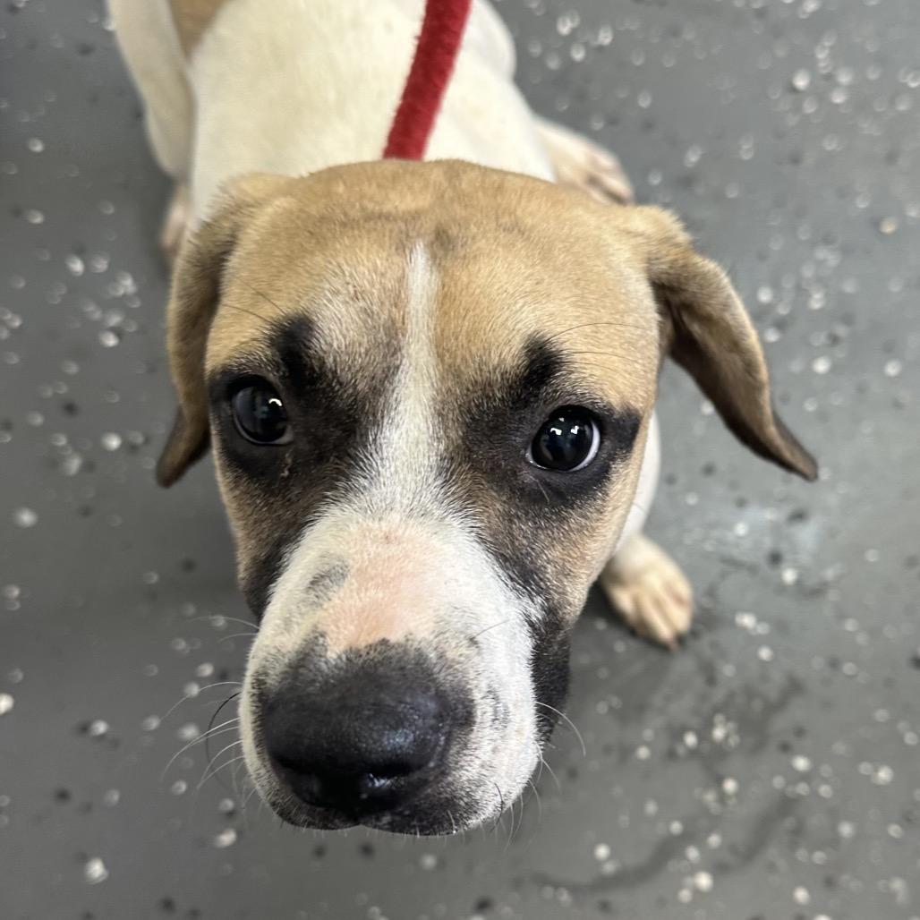 Enlarge Daisy, a Adoptable Mixed Breed in Enfield, NH image 4/4