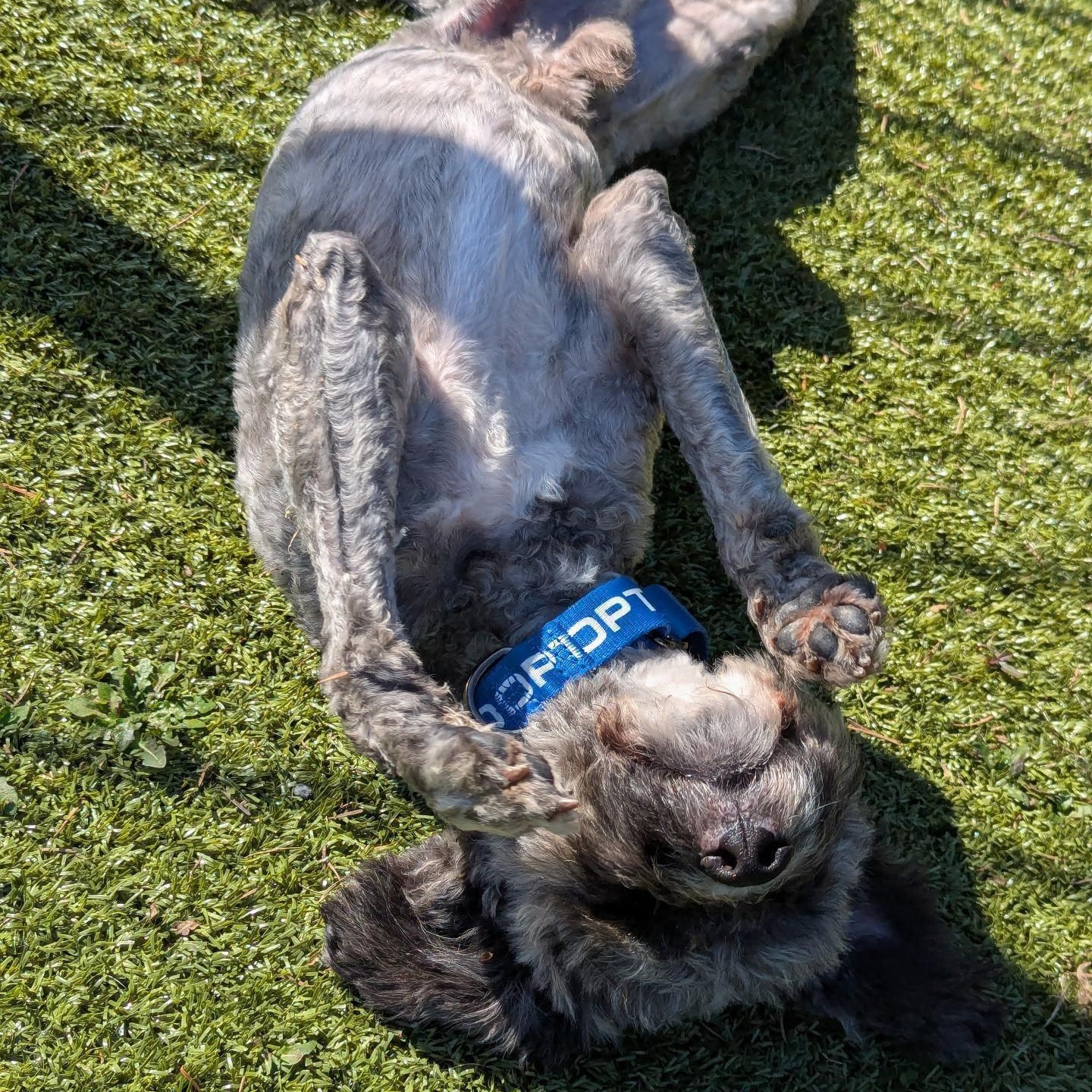 Enlarge Reginald, a Adoptable mixed breed in Friday Harbor, WA image 3/4