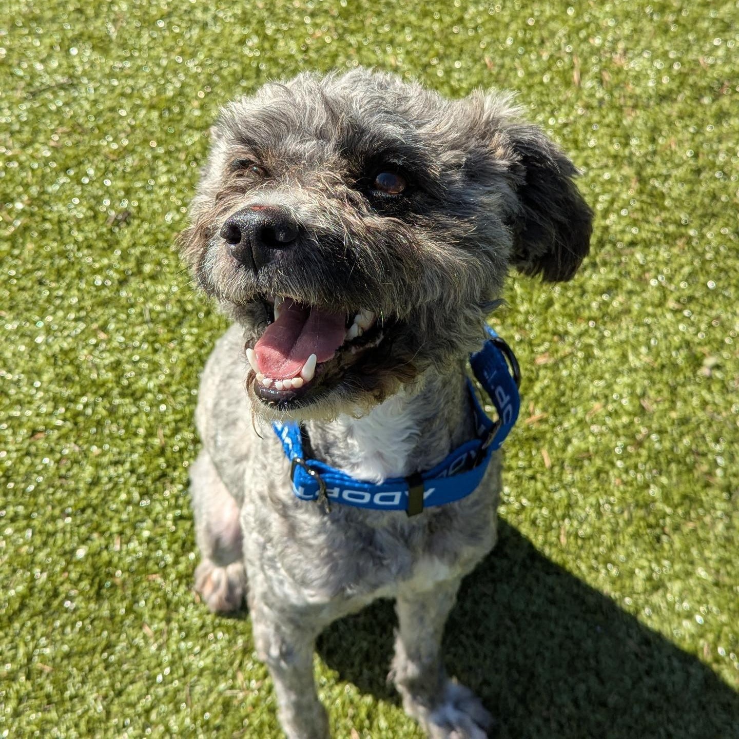 Enlarge Reginald, a Adoptable mixed breed in Friday Harbor, WA image 2/4