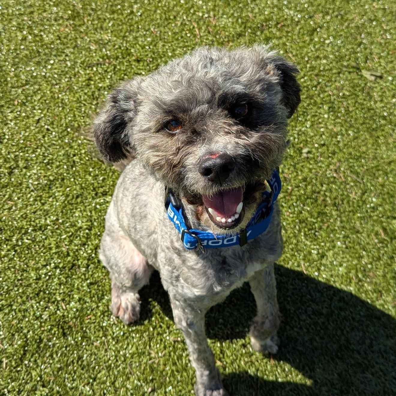 Reginald, Adoptable, Adult Male Miniature Poodle.