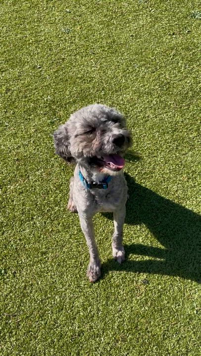 Enlarge Reginald, a Adoptable mixed breed in Friday Harbor, WA video 4/4