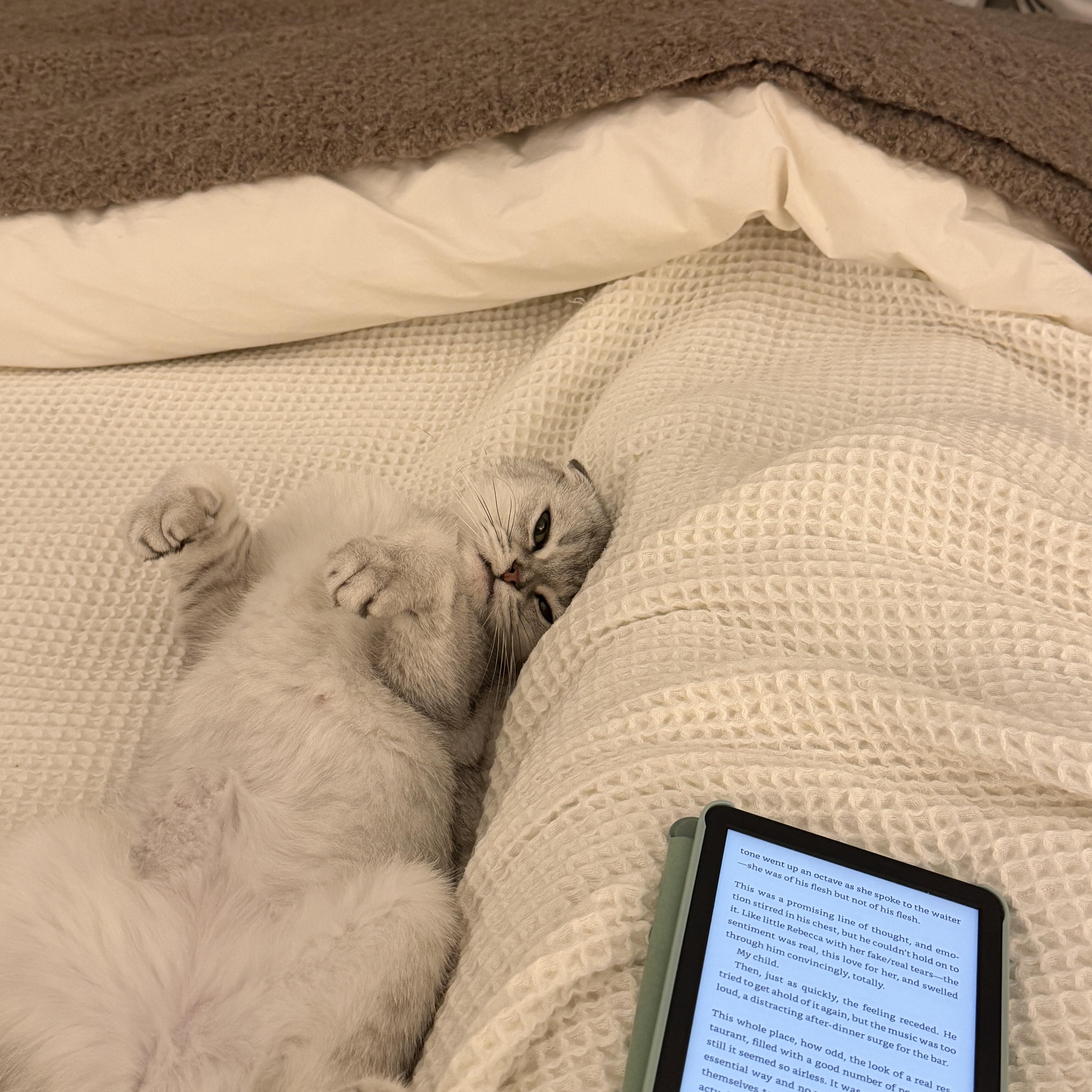 Enlarge Sima, a Adoptable Scottish Fold in Brooklyn, NY image 3/4