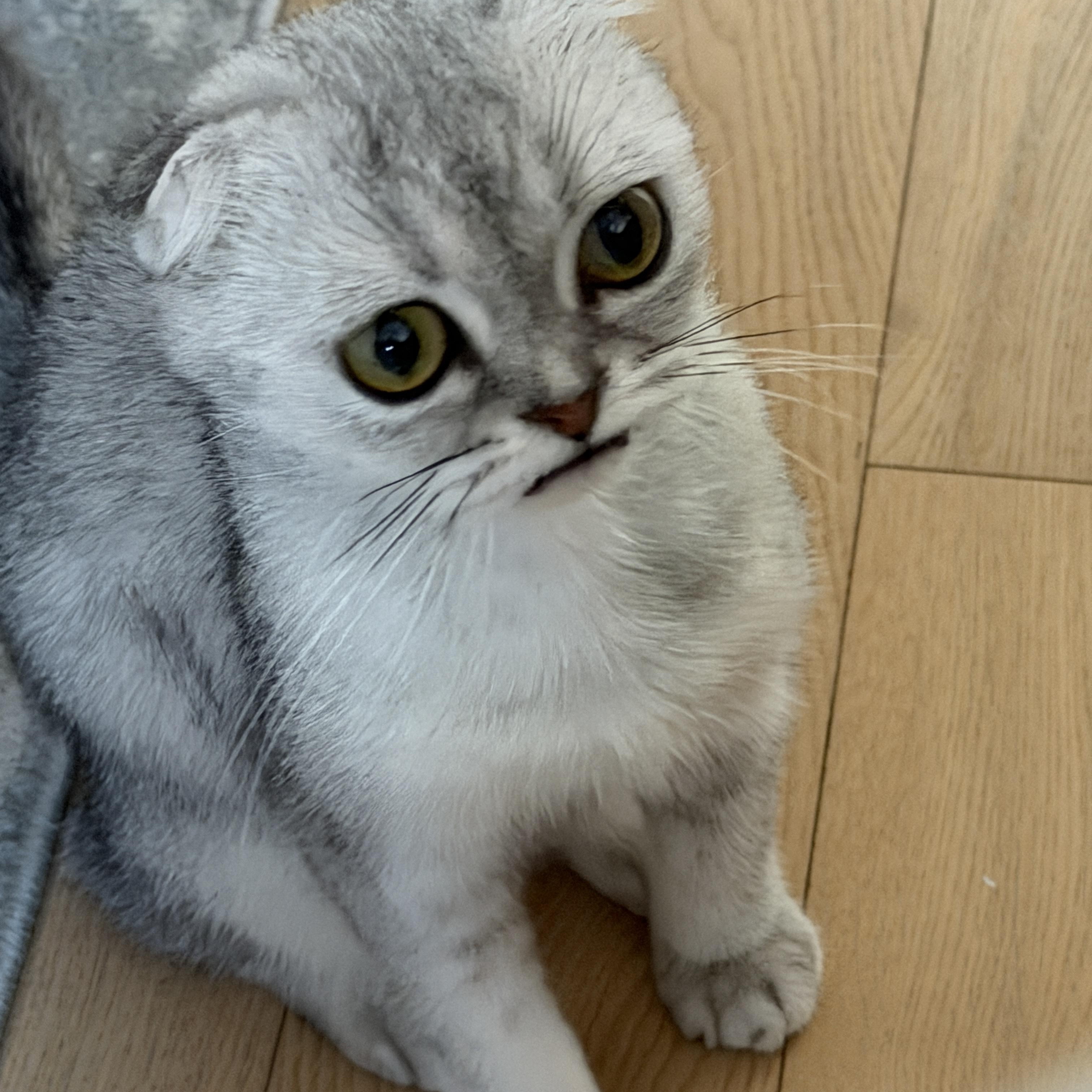 Enlarge Sima, a Adoptable Scottish Fold in Brooklyn, NY image 4/4