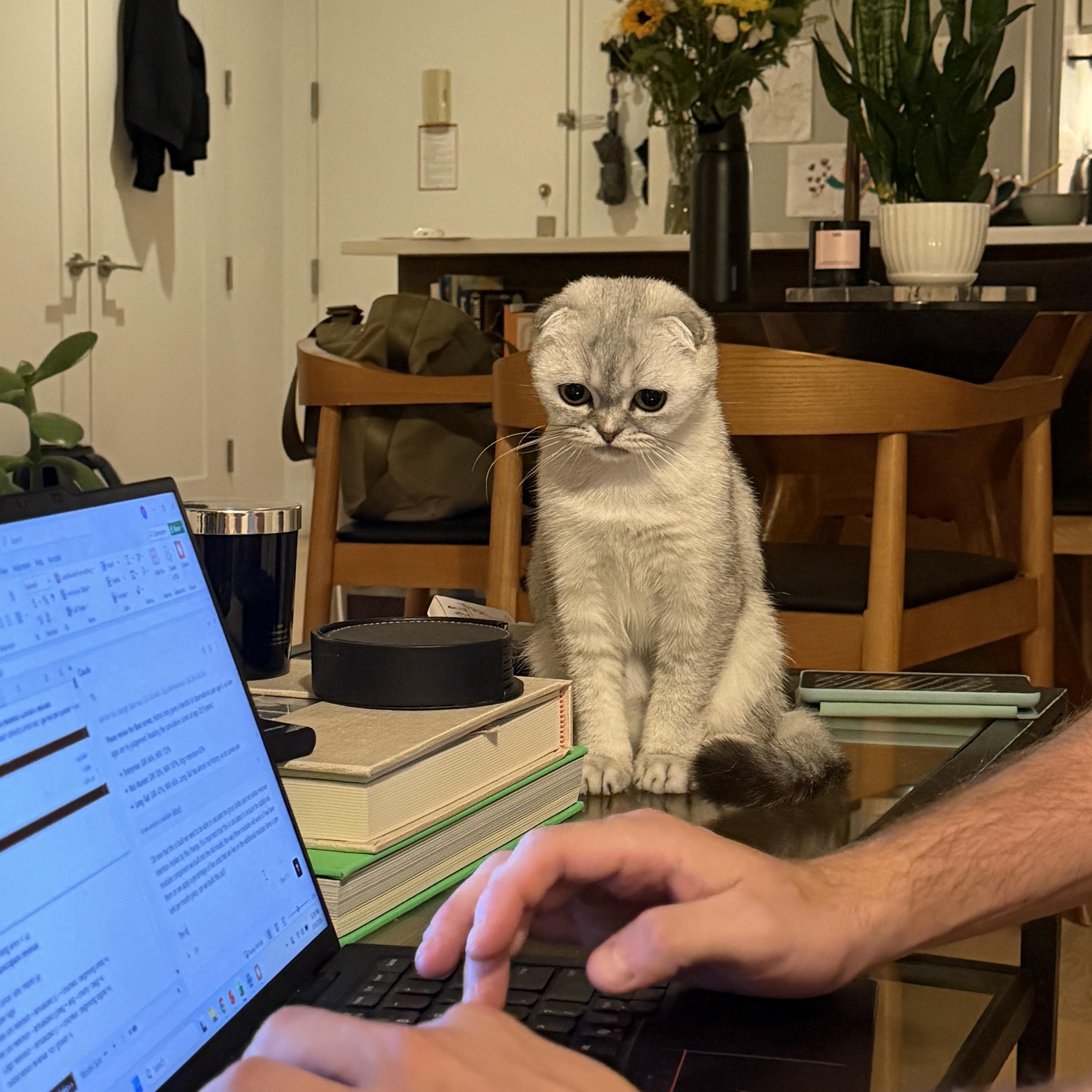 Enlarge Sima, a Adoptable Scottish Fold in Brooklyn, NY image 2/4