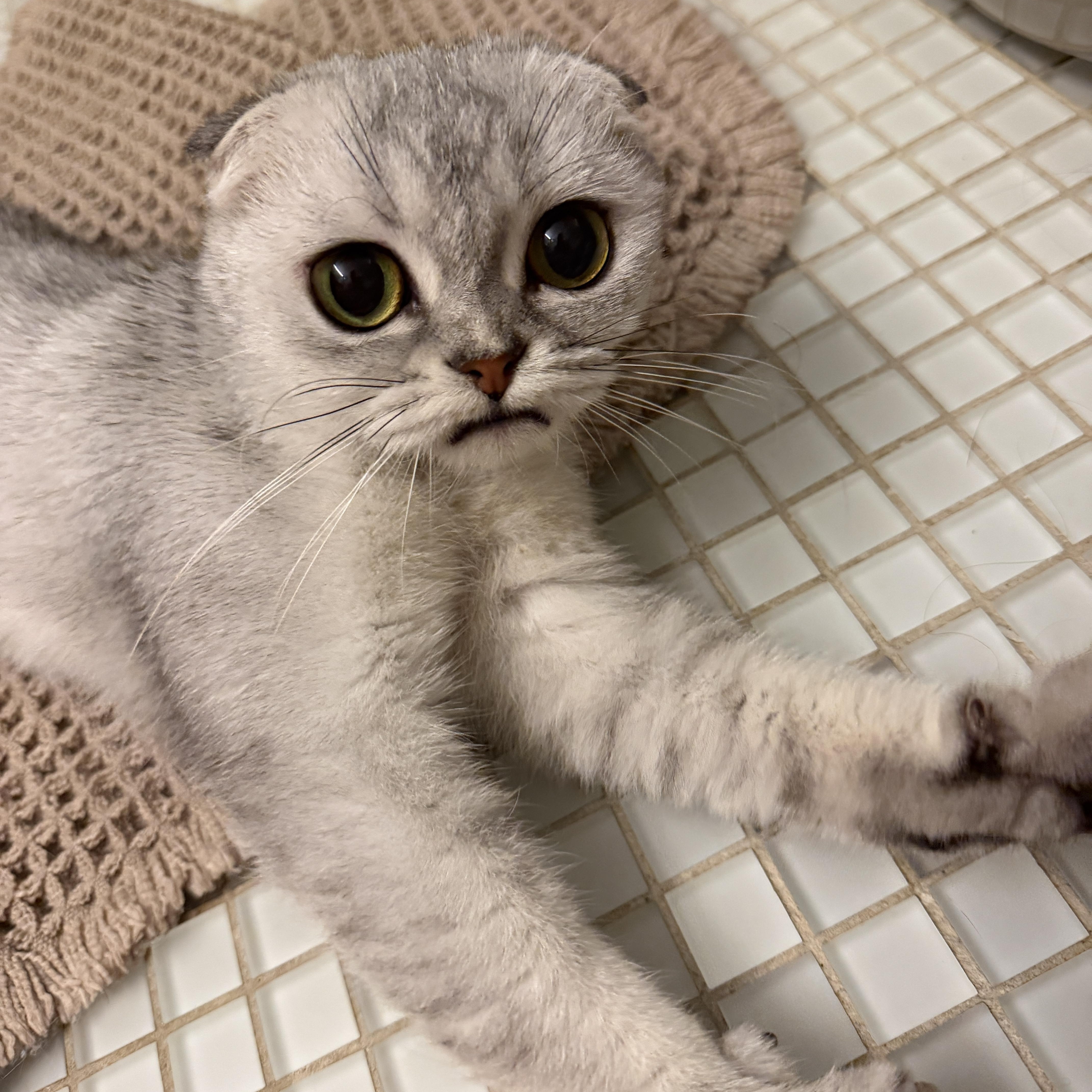 Sima, Adoptable, Kitten Female Scottish Fold.
