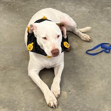 Cinderella Hodge Podge thumbnail 2