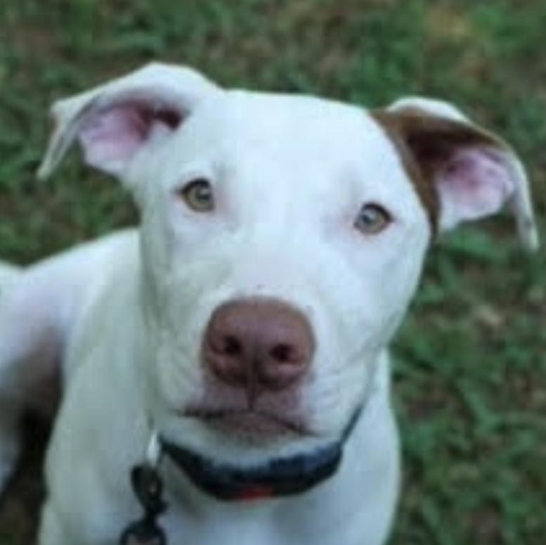 Cinderella Hodge Podge