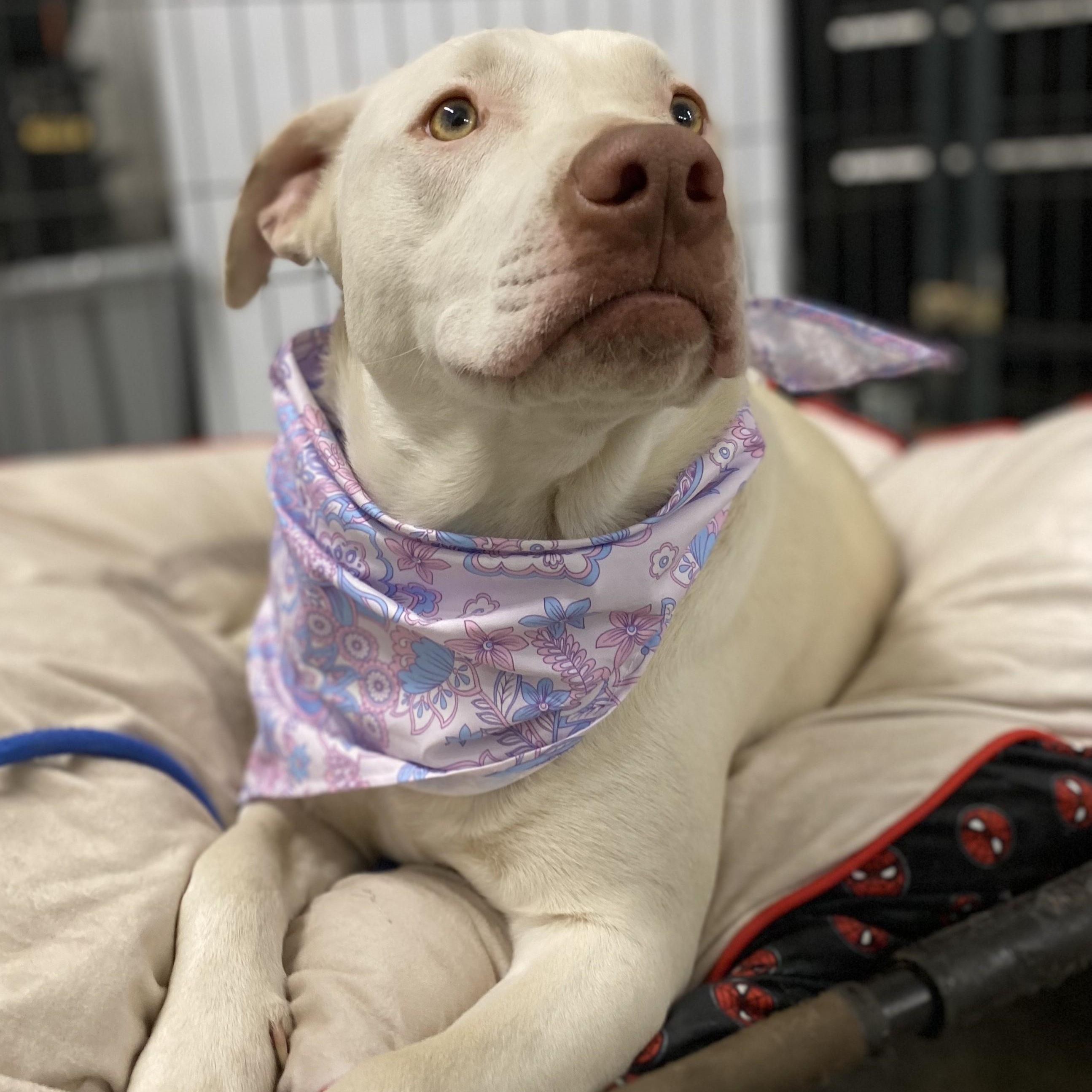 Cinderella Hodge Podge thumbnail 4