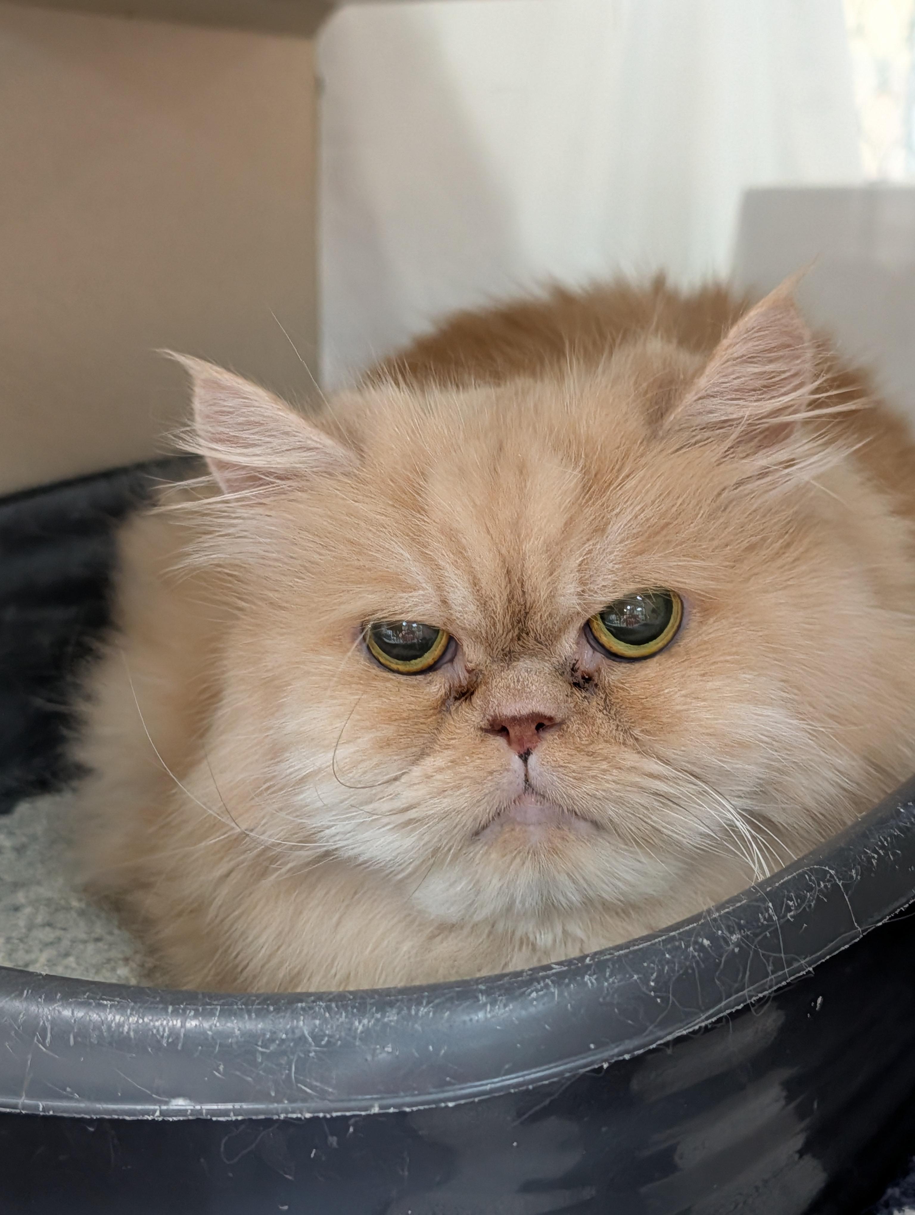 Enlarge Little Boy, a Adopted Persian in Decatur, IL image 1/1