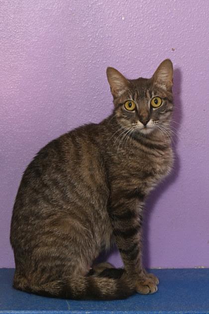 Jade, a Adoptable mixed breed in Baton Rouge, LA image 1/2