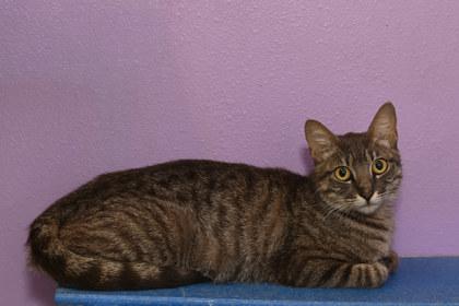 Jade, Adoptable, Adult Female Domestic Short Hair & Domestic Short Hair.