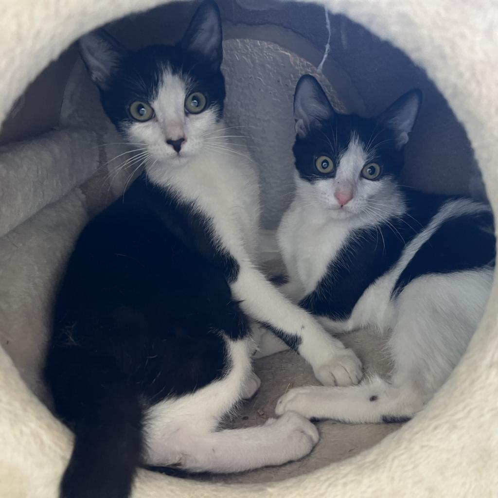 Vanilla Bean, Adoptable, Adult Male Domestic Short Hair.