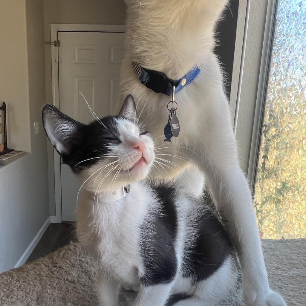 Vanilla Bean, a Adoptable Domestic Short Hair in Phoenix, AZ image 2/6