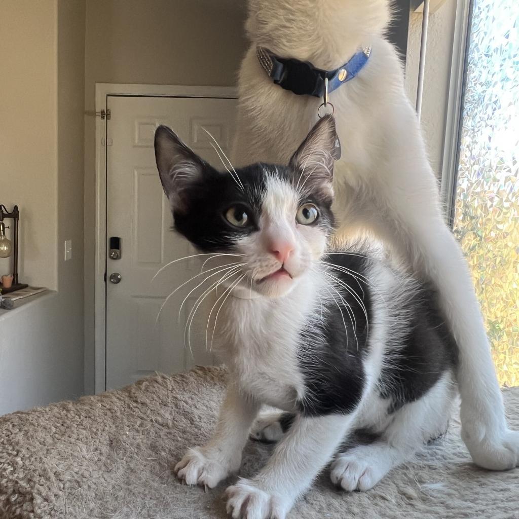 Vanilla Bean, a Adoptable Domestic Short Hair in Phoenix, AZ image 3/6