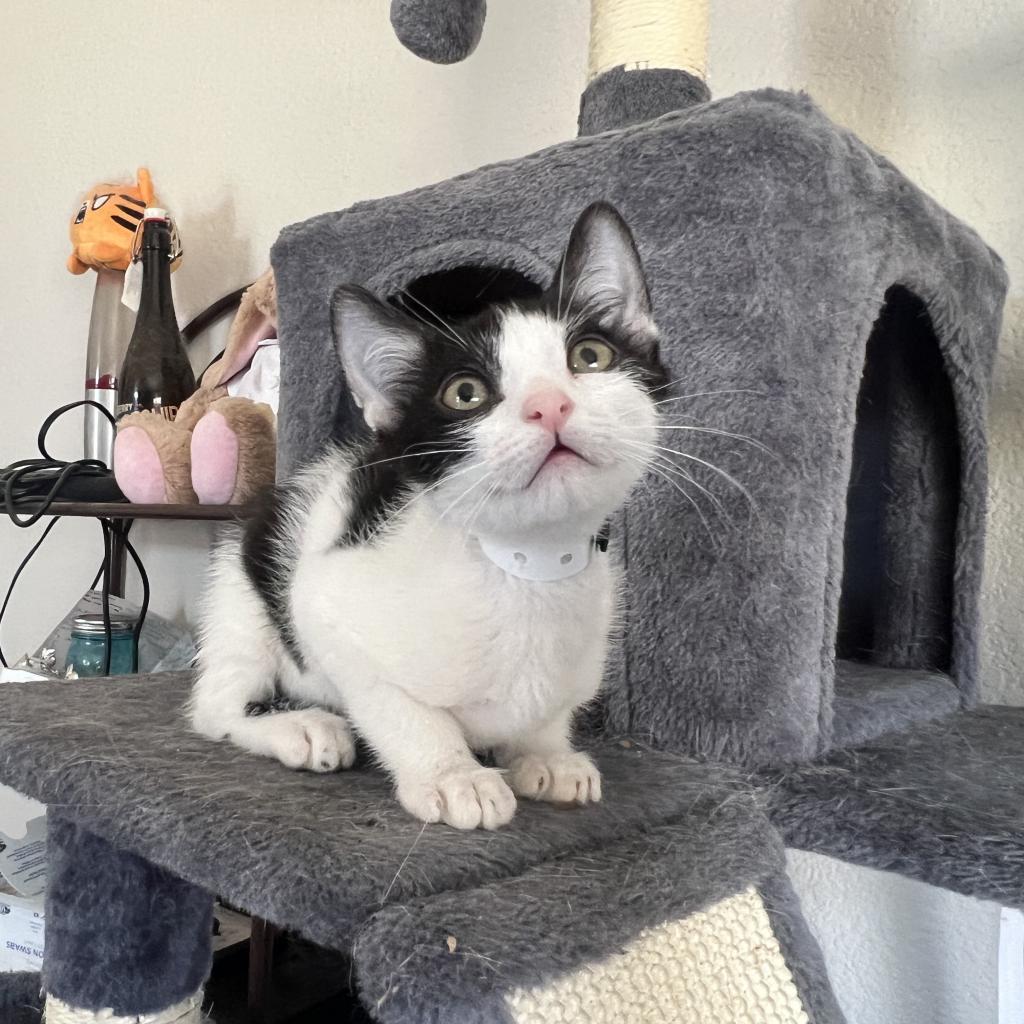 Vanilla Bean, a Adoptable Domestic Short Hair in Phoenix, AZ image 5/6